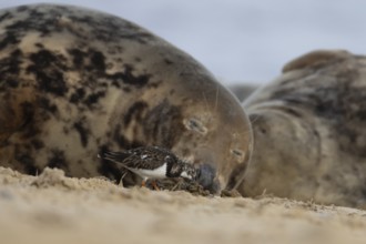 Grey seal (Halichoerus grypus) adult animal sleeping on a beach as a Turnstone bird feeds closeby,