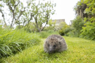 European hedgehog (Erinaceus europaeus) adult animal on a garden grass lawn with an urban house in
