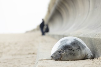 Grey seal (Halichoerus grypus) adult animal resting on a concrete sea defence with people in the