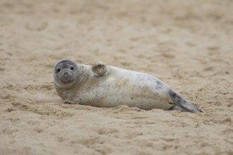 Grey seal (Halichoerus grypus) adult animal sleeping on a beach, Norfolk, England, United Kingdom