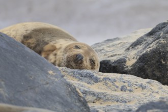 Grey seal (Halichoerus grypus) adult animal sleeping on rocks on a beach, Norfolk, England, United