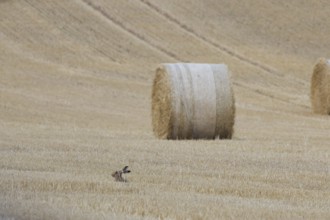 European brown hare (Lepus europaeus) adult animal in a farmland stubble field with a straw bale in