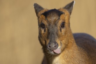 Muntjac deer (Muntiacus reevesi) adult animal sticking its tongue, England, United Kingdom