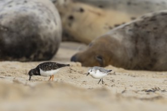 Grey seal (Halichoerus grypus) adult animal sleeping on a beach as a Turnstone and Sanderling birds