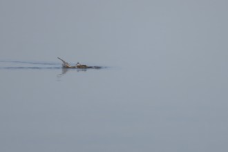 Brown rat (Rattus norvegicus) adult animal diving under water on a lake, England, United Kingdom