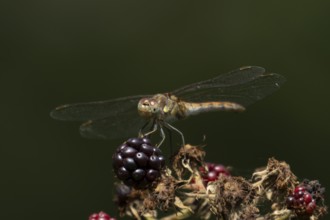 Common darter dragonfly (Sympetrum striolatum) adult insect resting on a blackberries in summer,