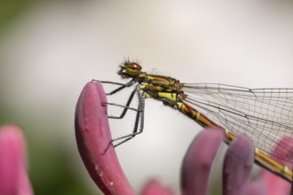Large red damselfly (Pyrrhosoma nymphula) adult insect resting on a Honeysuckle flower in a garden,