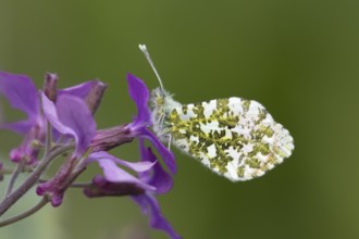 Orange tip butterfly (Anthocharis cardamines) adult male insect feeding on purple Honesty garden