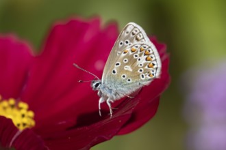 Common blue butterfly (Polyommatus icarus) adult insect on a Cosmos garden flower in summer,