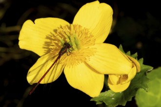 Large red damselfly (Pyrrhosoma nymphula) adult insect resting on a Kingcup yellow flower in a
