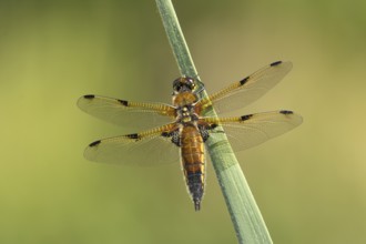 Four spotted chaser dragonfly (Libellula quadrimaculata) adult insect resting on a reed plant stem,