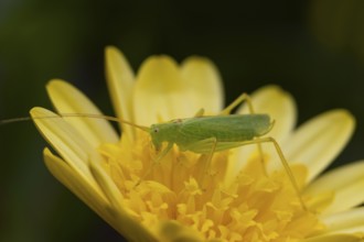 Oak bush cricket (Meconema thalassinum) adult insect resting on a yellow garden flower, England,
