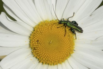 Thick-legged flower beetle (Oedemera nobilis) adult insect on an Oxeye daisy flower on summer,