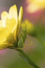 Oak bush cricket (Meconema thalassinum) adult insect resting on a yellow garden flower, England,