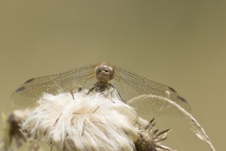 Common darter dragonfly (Sympetrum striolatum) adult insect resting on a plant seedhead, England,