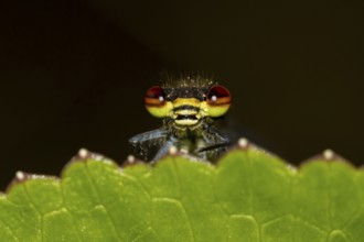Large red damselfly (Pyrrhosoma nymphula) adult insect resting on a plant leaf in a garden,