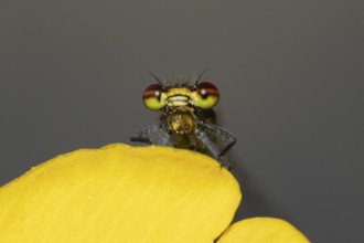 Large red damselfly (Pyrrhosoma nymphula) adult insect eating while resting on a Kingcup yellow