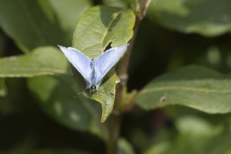 Holly blue butterfly (Celastrina argiolus) adult insect resting on a plant leaf in a garden,