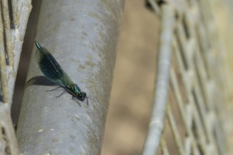 Banded demoiselle damselfly (Calopteryx splendens) adult male resting on metalwork, Suffolk,