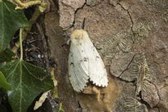 Buff ermine moth (Spilarctia luteum) adult insect resting on an Ivy tree trunk, England, United