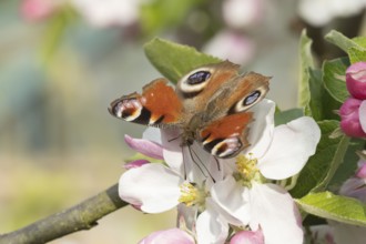 Peacock butterfly (Aglais io) adult insect feeding on apple tree blossom in spring, England, United