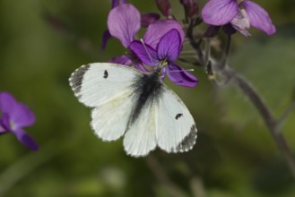 Orange tip butterfly (Anthocharis cardamines) adult female insect feeding on purple Honesty garden