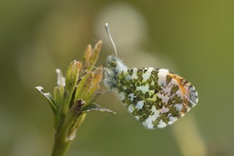 Orange tip butterfly (Anthocharis cardamines) adult male insect resting on a garden plant in