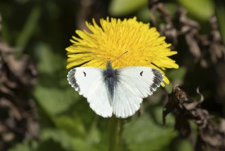 Orange tip butterfly (Anthocharis cardamines) adult female insect feeding on a Dandelion flower in
