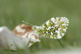 Orange tip butterfly (Anthocharis cardamines) adult insect resting on a garden Magnolia tree petal