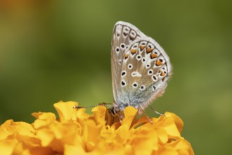 Common blue butterfly (Polyommatus icarus) adult insect feeding on a French marigold garden flower