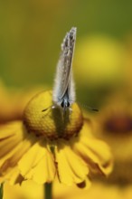Common blue butterfly (Polyommatus icarus) adult insect feeding on a Helenium garden flower in