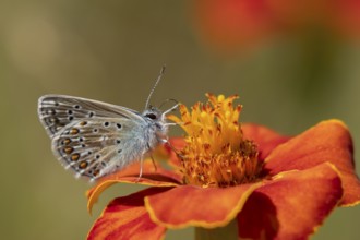 Common blue butterfly (Polyommatus icarus) adult insect feeding on a Mexican sunflower (Tithonia