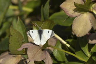 Orange tip butterfly (Anthocharis cardamines) adult female insect feeding on garden Hellebore