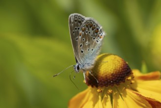 Common blue butterfly (Polyommatus icarus) adult insect on a Helenium garden flower in summer,
