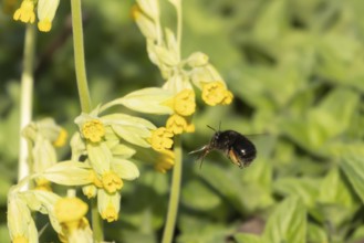 Ashy mining bee (Andrena cineraria) adult insect flying towards a Cowslip flower in spring,