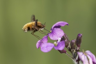 Bee fly (Bombylius major) adult insect feeding on Honesty flowers in spring, England, United