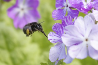 Ashy mining bee (Andrena cineraria) adult insect flying towards a garden flower in spring, England,