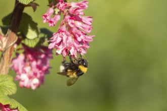 White tailed bumblebee (Bombus lucorum) adult bee insect feeding on Ribes King Edward VII flowering