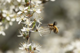Bee fly (Bombylius major) adult insect feeding on Blackthorn tree blossom in spring, England,
