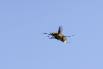 Bee fly (Bombylius major) adult insect flying against a blue sky, England, United Kingdom