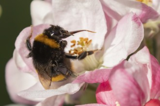 Buff tailed bumblebee (Bombus terrestris) adult bee insect feeding on apple tree blossom in spring,