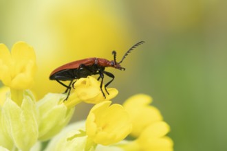 Common red soldier beetle (Rhagonycha fulva) adult insect on a Cowslip flower in spring, England,