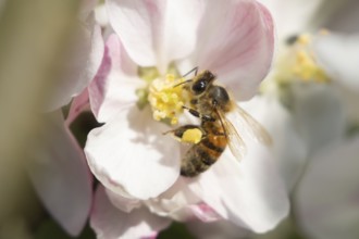 Honey bee (Apis mellifera) adult insect feeding on apple tree blossom in spring, England, United