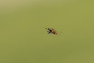Bee fly (Bombylius major) adult insect flying, England, United Kingdom