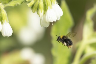 Buff tailed bumble bee (Bombus terrestris) adult insect flying towards a white garden flower in
