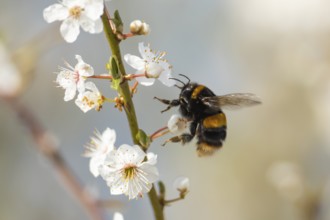Buff tailed bumblebee (Bombus terrestris) adult bee insect flying towards Blackthorn tree blossom