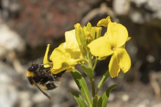 Buff tailed bumblebee (Bombus terrestris) adult bee insect feeding on a garden yellow Wallflower