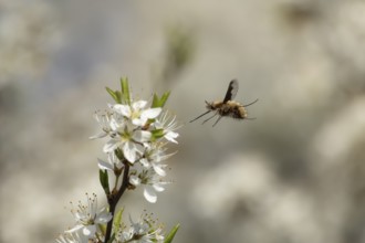 Bee fly (Bombylius major) adult insect flying towards Blackthorn tree blossom in spring, England,
