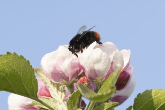 Red tailed bumblebee (Bombus lapidarius) adult bee insect feeding on apple tree blossom in spring,