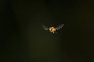 Common hoverfly (Eupeodes corollae) adult insect flying, England, United Kingdom